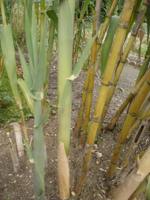 Arundo Donax