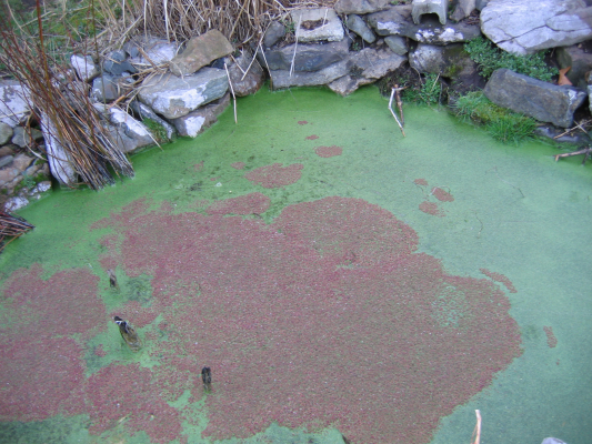 Azolla Caroliniana