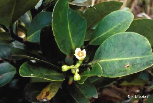 Garcinia vieillardii
