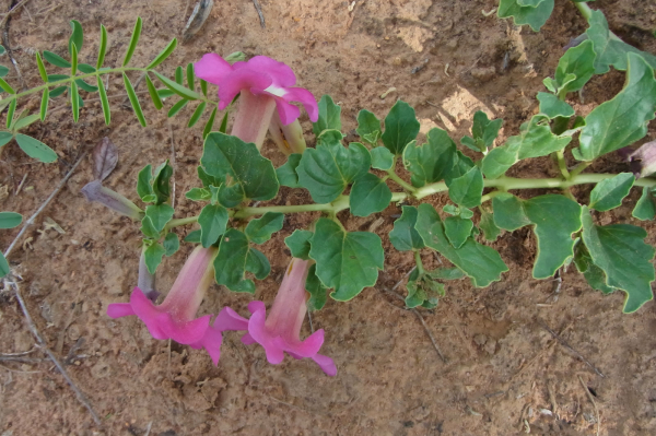 Harpagophytum Zeyheri
