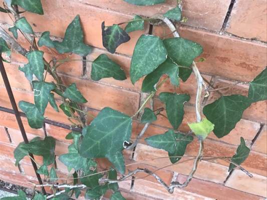hedera maderensis