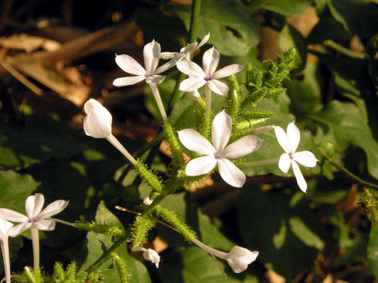 Plumbago Zeylanica Plumbago Zeylanica