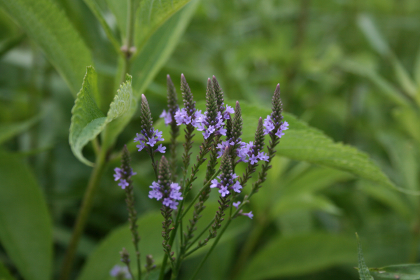 Verbena Hastata